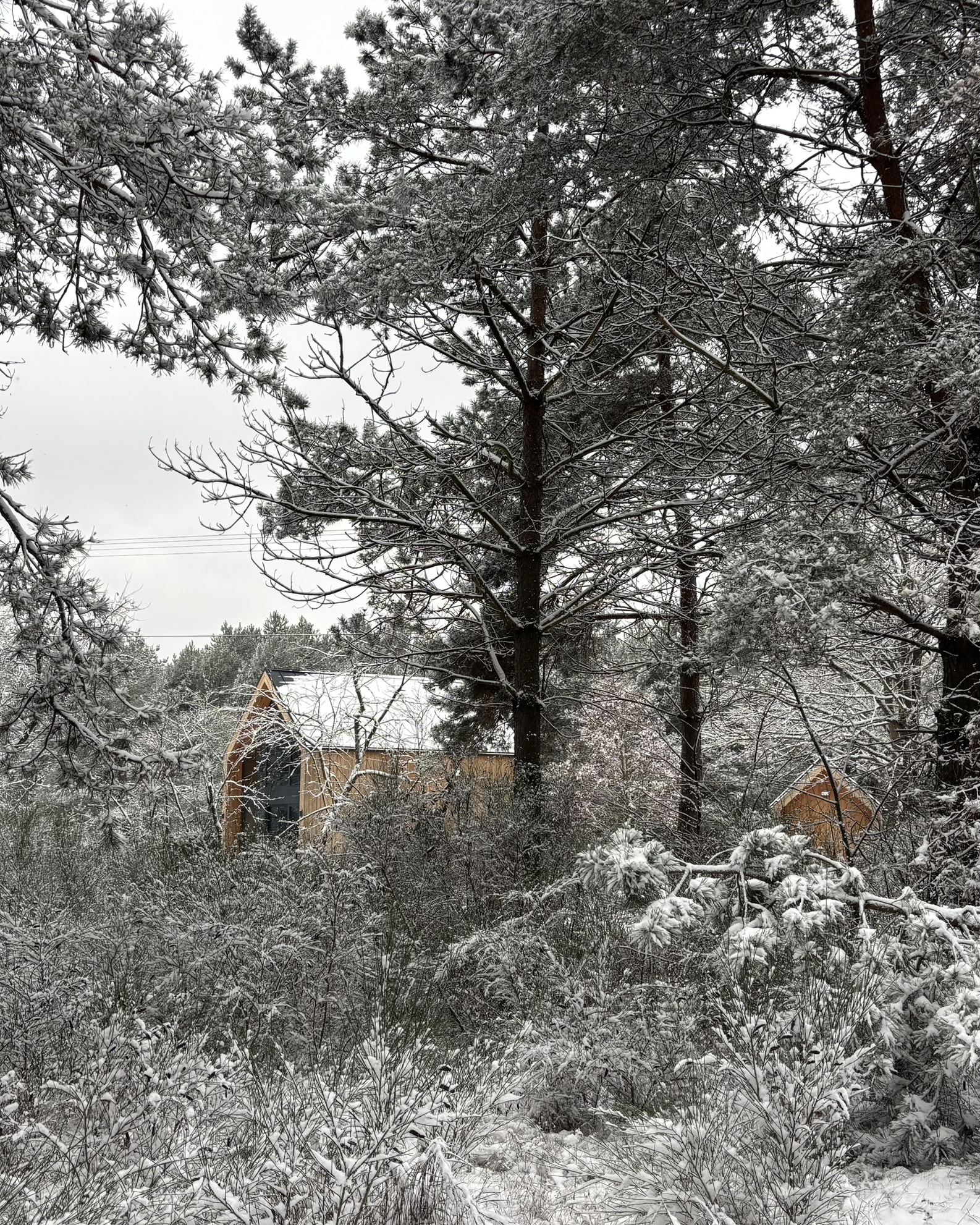 Minimalistyczne, surowe wnętrze stodoły meet.trees z widokiem na las sosnowy