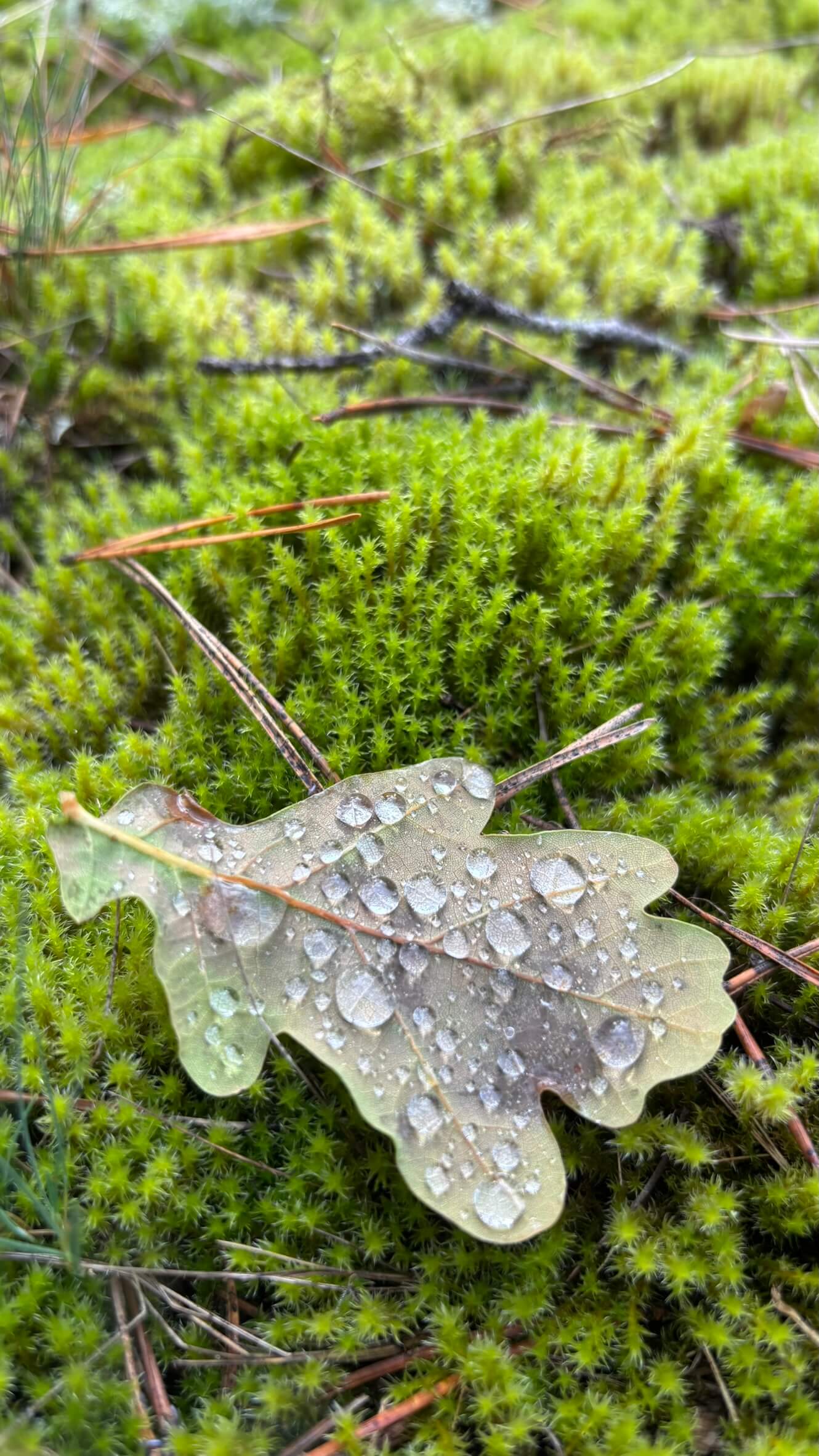 Wędrowiec otoczony dzikim lasem i naturą